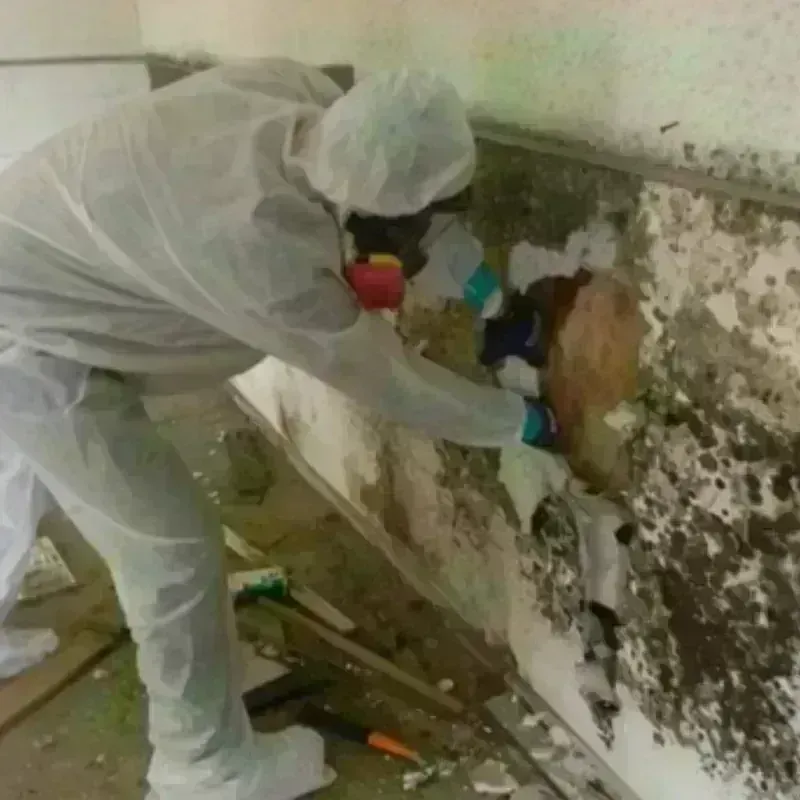 Mold Remediation and Removal in Shackelford, CA